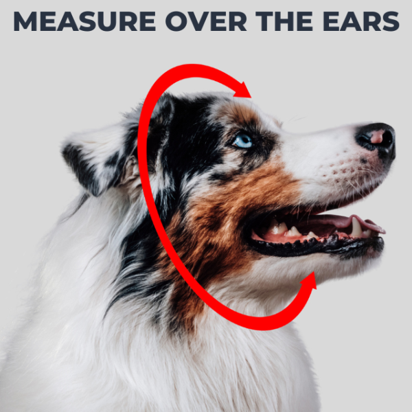 Dog measure side view